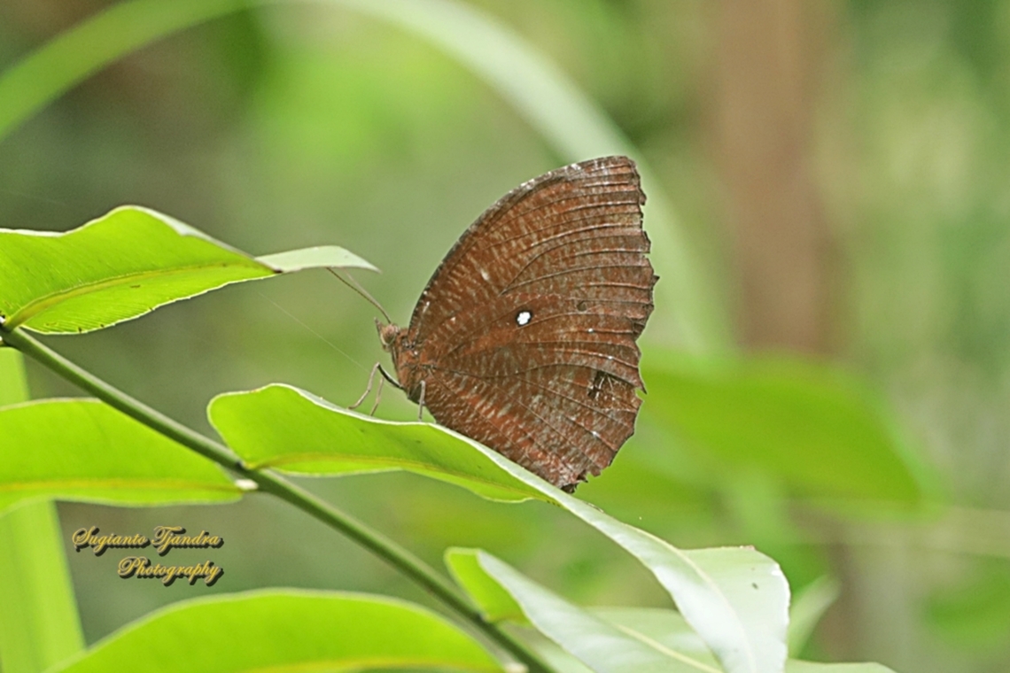 Common Palmfly Butterfly, Elymnias hypermnestra hypermnestra  Common Palmfly,Elymnias hypermnestra,Geotagged,Indonesia,Summer