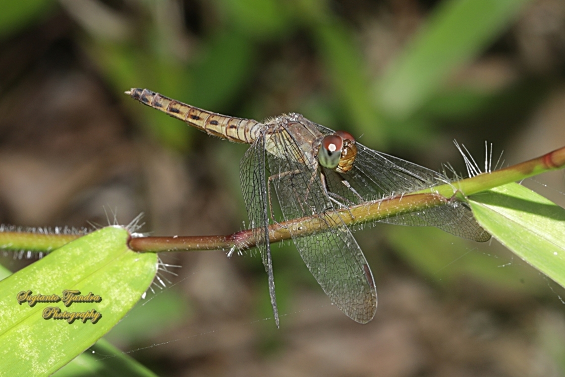 Grasshawk Dragonfly/ Common Parasol, Neurothemis fluctuans  Geotagged,Indonesia,Neurothemis fluctuans,Red Grasshawk,Summer