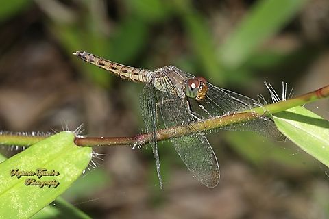 Grasshawk Dragonfly/ Common Parasol, Neurothemis fluctuans  Geotagged,Indonesia,Neurothemis fluctuans,Red Grasshawk,Summer