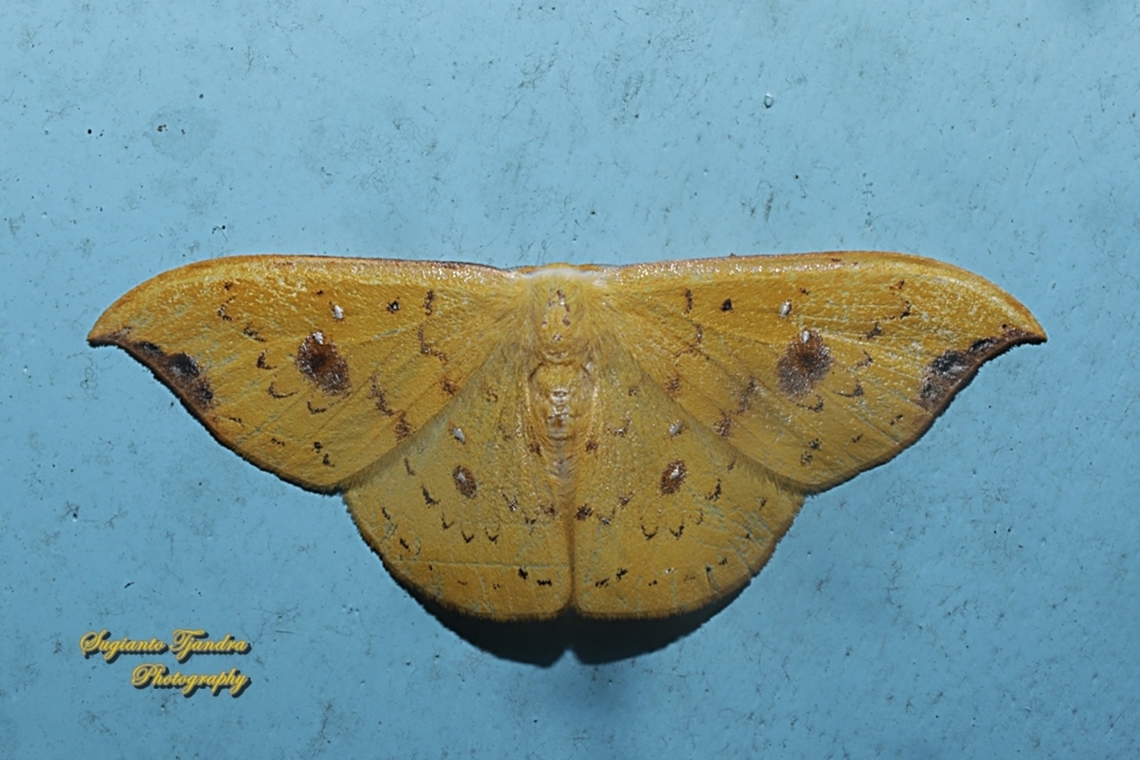 Hooktip Moth, Tridrepana fulvata, Drepanidae  Geotagged,Indonesia,Summer,Tridrepana fulvata