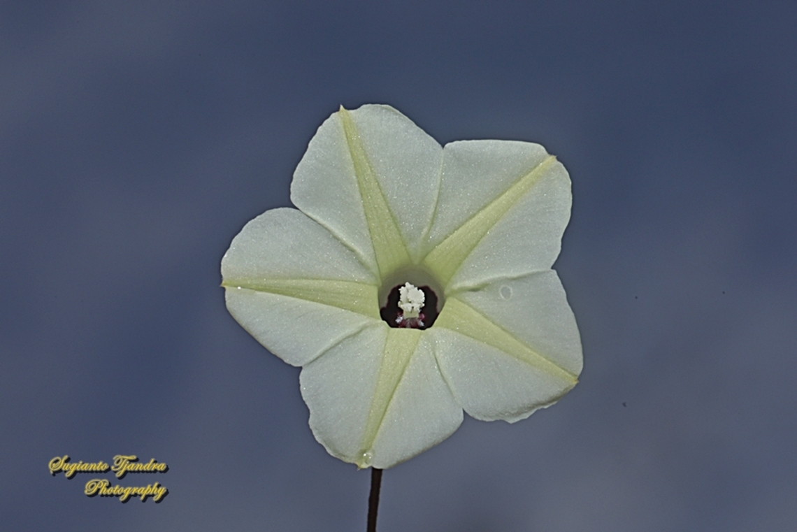Obscure morning glory flower, Ipomoea obscura  Geotagged,Indonesia,Ipomoea obscura,Obscure Morning Glory,Summer