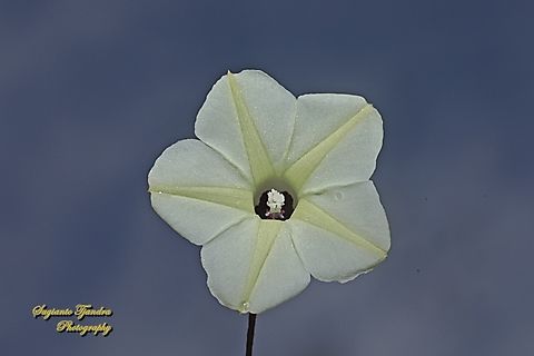 Obscure morning glory flower, Ipomoea obscura  Geotagged,Indonesia,Ipomoea obscura,Obscure Morning Glory,Summer