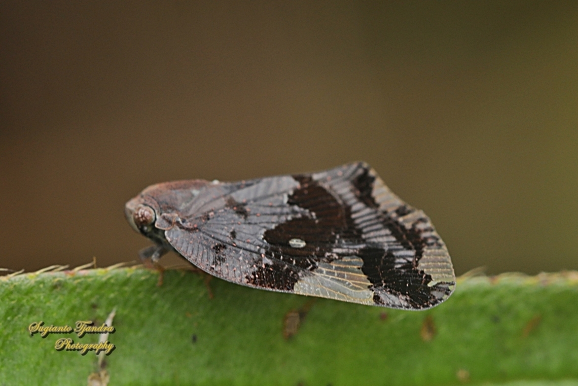 Ricaniid Planthopper, Ricania speculum, Ricaniidae  Geotagged,Indonesia,Ricania speculum,Ricaniid Planthopper,Summer