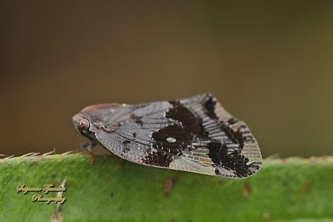 Ricaniid Planthopper, Ricania speculum, Ricaniidae  Geotagged,Indonesia,Ricania speculum,Ricaniid Planthopper,Summer