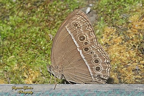 Semak Janardana/ Common bush brown, Telinga janardana janardana (previously is under Mycalesis janardana), family Nymphalidae  Common Bushbrown,Geotagged,Indonesia,Mycalesis janardana,Summer