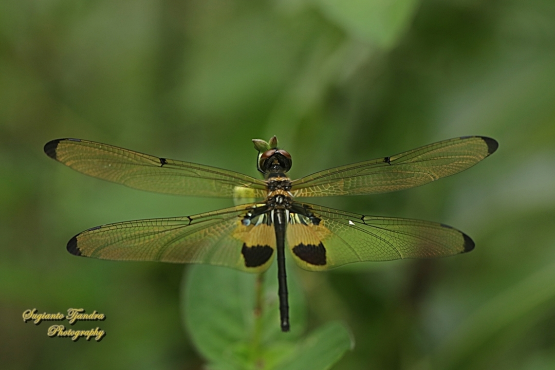 The yellow-striped flutterer dragonfly, Rhyothemis phyllis  Geotagged,Indonesia,Rhyothemis phyllis,Summer,Yellow-striped Flutterer