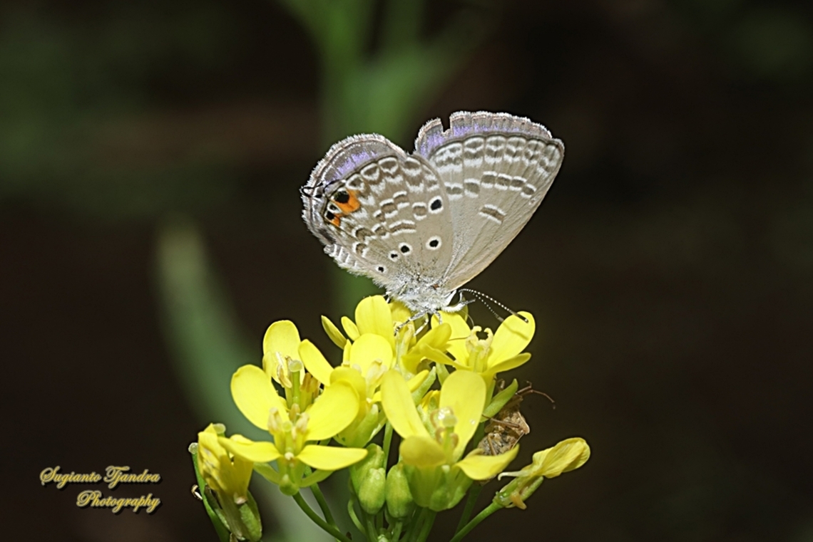 Plains Cupid Butterfly, Luthrodes (formerly Chilades) pandava pandava, family Lycaenidae  Geotagged,Indonesia,Luthrodes pandava,Plains Cupid,Summer