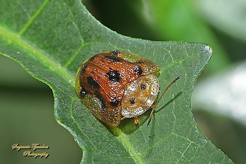 Tortoise beetle, Laccoptera tredecimpunctata, Family Chrysomelidae  Geotagged,Indonesia,Laccoptera tredecimpunctata,Summer