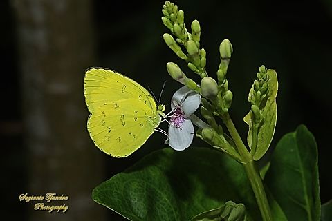 Three-spot grass yellow, Eurema blanda blanda  Eurema blanda,Geotagged,Indonesia,Summer,Three-spot grass yellow