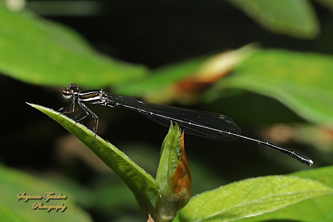 Marsh Dancer Damselfly, Onychargia atrocyana  Geotagged,Indonesia,Marsh dancer,Onychargia atrocyana,Summer