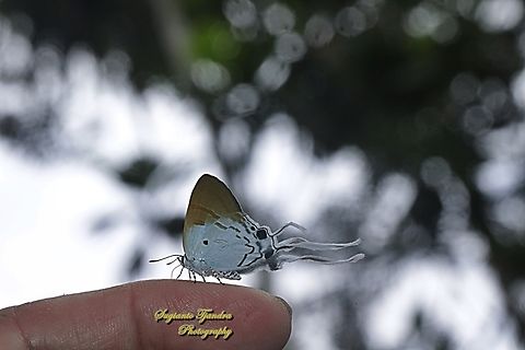 Dada Berbulu / Fluffy Tit butterfly, Zeltus amasa pompaedius  Fluffy tit,Geotagged,Indonesia,Summer,Zeltus amasa