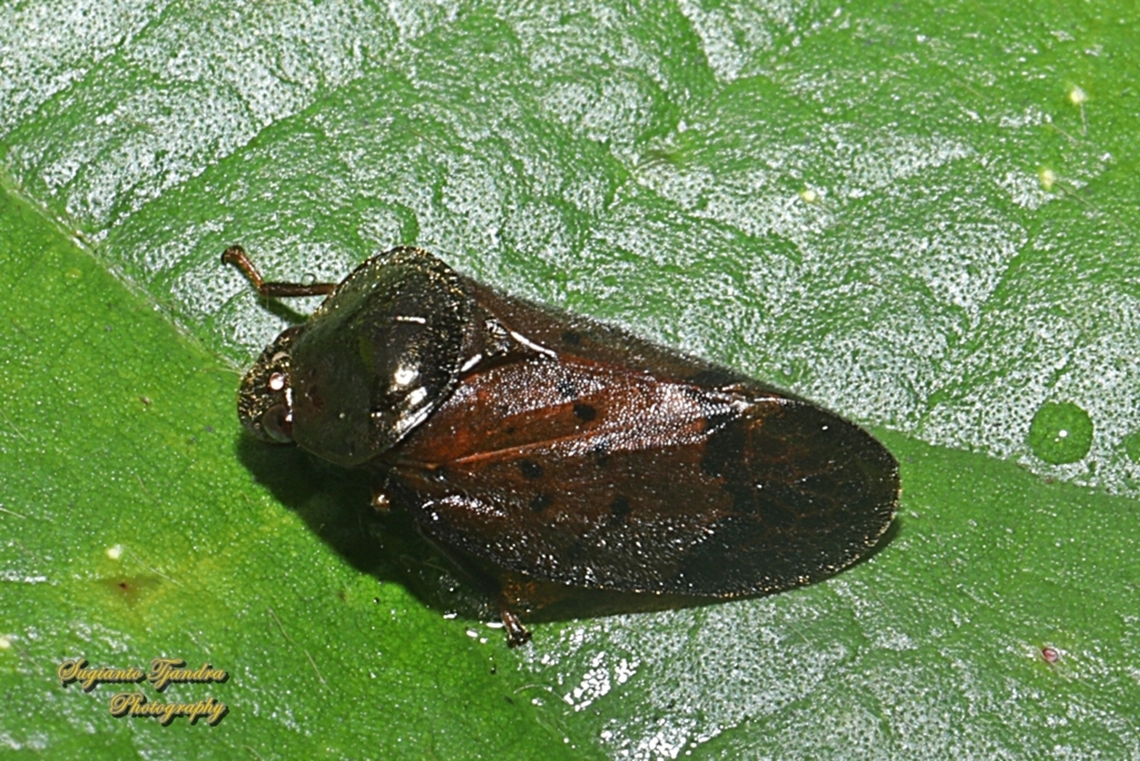 Brown Froghopper, Leptataspis scabra, family Cercopidae  Geotagged,Indonesia,Leptataspis scabra,Summer