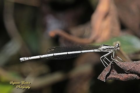 Yellow Bush Dart, Copera marginipes Sp, Platycnemididae - Female  Copera marginipes,Geotagged,Indonesia,Summer,Yellow bush dart