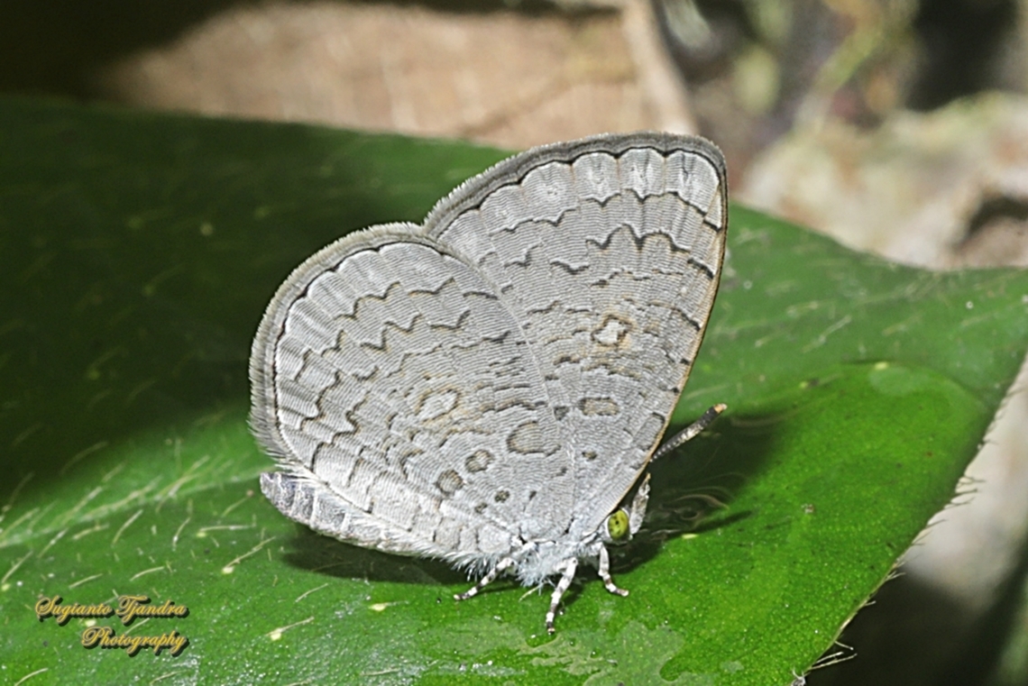 Apefly Butterfly, Spalgis epius titius  Apefly,Geotagged,Indonesia,Spalgis epeus,Summer