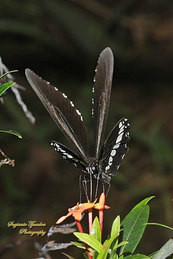 Pastur Biasa /Common Mormon Butterfly, Papilio polytes javanus - male  Common Mormon,Geotagged,Indonesia,Papilio polytes,Summer