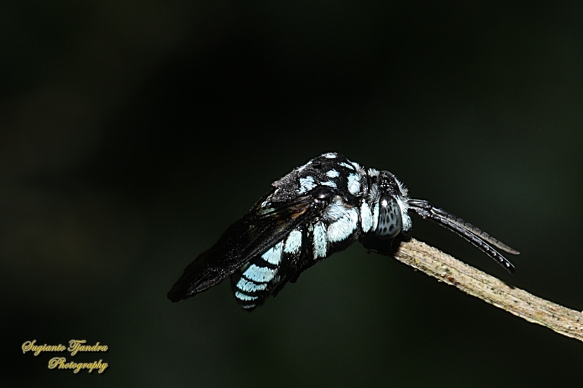 Neon cuckoo bee, Thyreus nitidulus  Geotagged,Indonesia,Neon cuckoo bee,Summer,Thyreus nitidulus