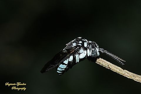 Neon cuckoo bee, Thyreus nitidulus  Geotagged,Indonesia,Neon cuckoo bee,Summer,Thyreus nitidulus