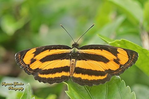 Pelayar Biasa / Common lascar, Pantoporia hordonia hordonia  Common lascar,Geotagged,Indonesia,Pantoporia hordonia,Summer