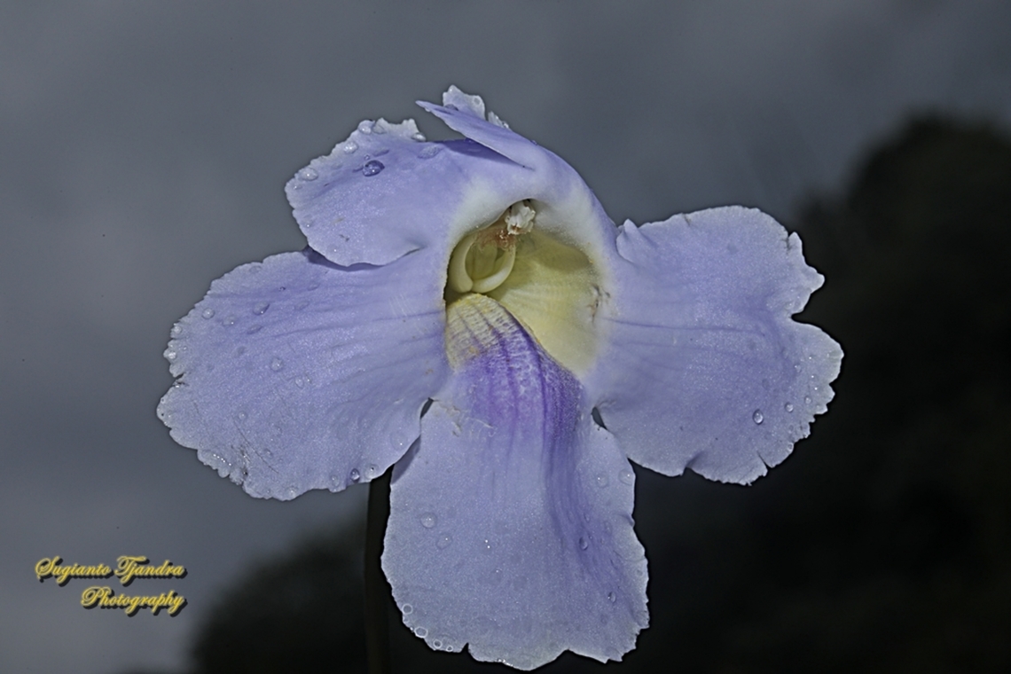 Blue sky flowers, Thunbergia grandiflora  Bengal clockvine,Geotagged,Indonesia,Summer,Thunbergia grandiflora