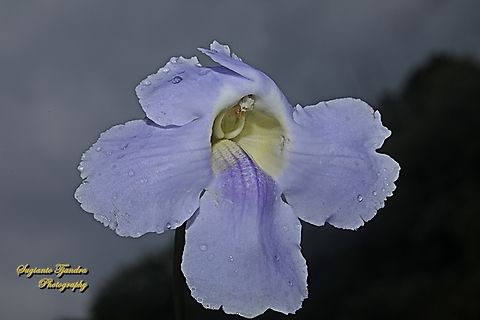 Blue sky flowers, Thunbergia grandiflora  Bengal clockvine,Geotagged,Indonesia,Summer,Thunbergia grandiflora