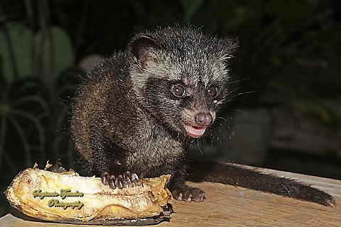 Musang luwak/Javan Palm Civet, Paradoxurus musangus ssp javanicus - Juvenile  Asian palm civet,Geotagged,Indonesia,Paradoxurus hermaphroditus,Summer