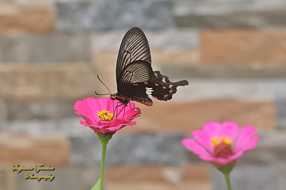 Mawar Sunda Kecil (The red-bodied swallowtails butterfly), Pachliopta adamas  Geotagged,Indonesia,Pachliopta adamas,Summer