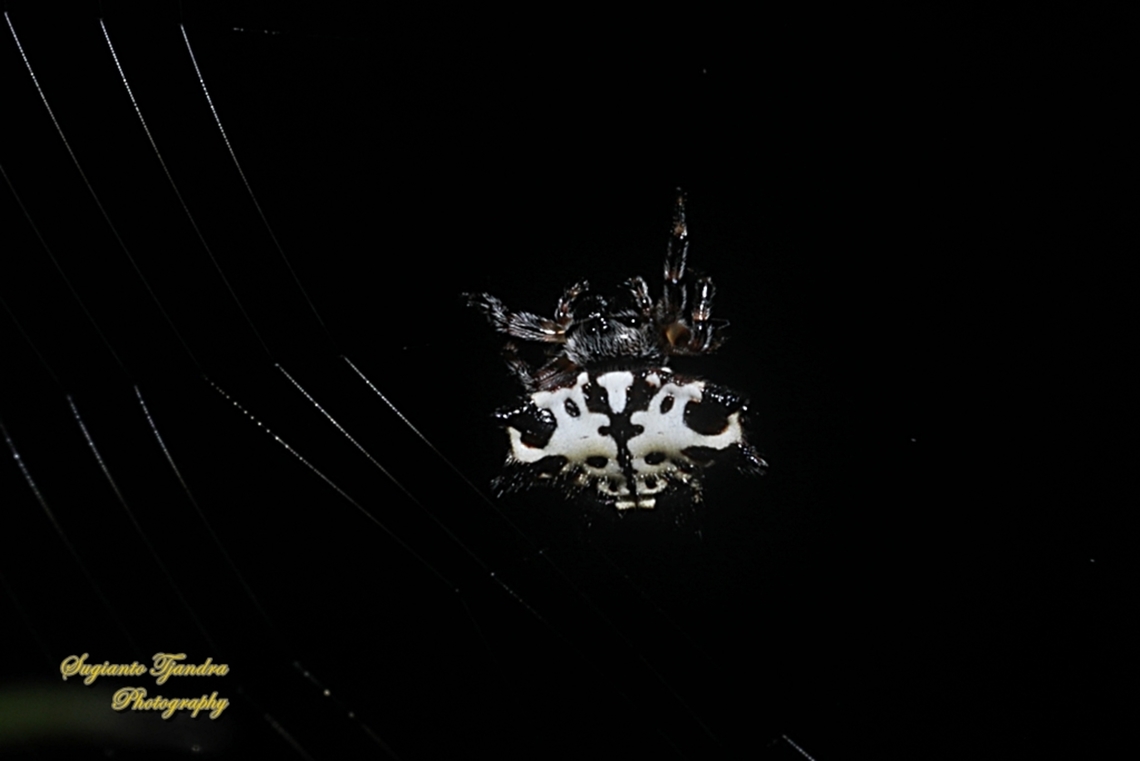 Black-and-white Spiny Spider, Gasteracantha kuhli  Gasteracantha kuhli,Geotagged,Indonesia,Summer
