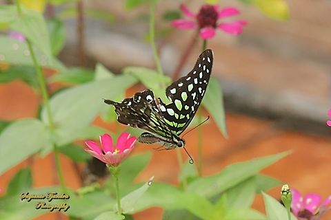 Sayap Segitiga Berekor/ Tailed Jay Butterfly, Graphium agamemnon  Geotagged,Graphium agamemnon,Indonesia,Summer,Tailed Jay