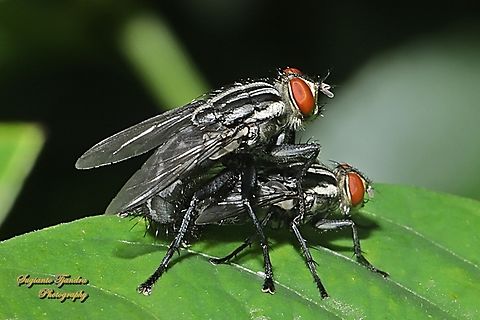 Flesh fly, Sarcophaga Sp., family Sarcophagidae "mating"  Geotagged,Indonesia,Summer
