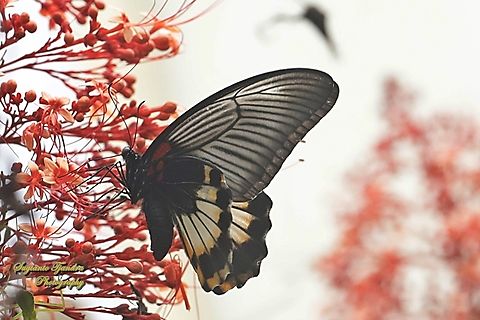 Pastur Besar / Great Mormon Butterfly, Papilio memnon memnon f. hiera  Geotagged,Great Mormon,Indonesia,Papilio memnon,Summer