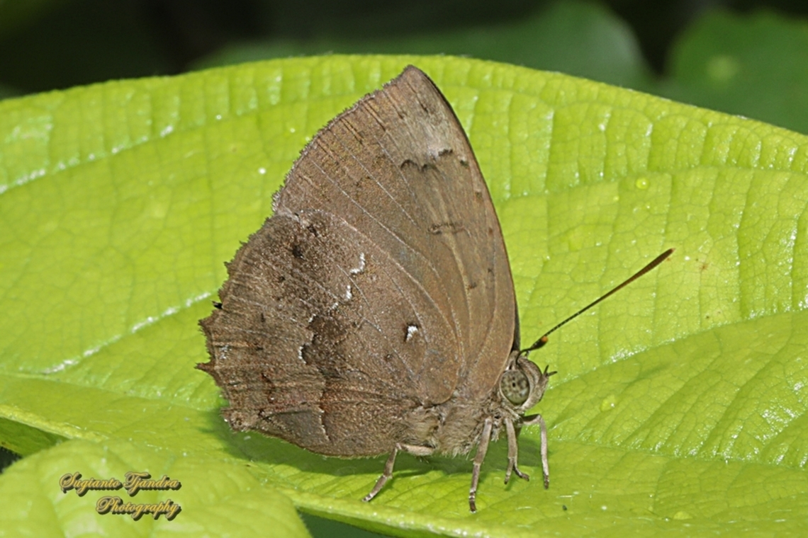 Acacia blue butterfly, Surendra vivarna vivarna, family Lycaenidae  Acacia blue,Geotagged,Indonesia,Summer,Surendra vivarna