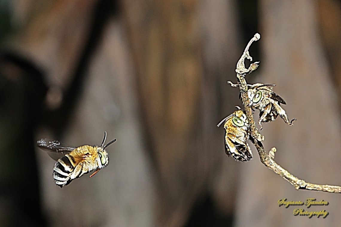 Sunda Blue-banded Digger Amegilla andrewsi  Amegilla andrewsi,Geotagged,Indonesia,Summer,Sunda Blue-banded Digger Bee
