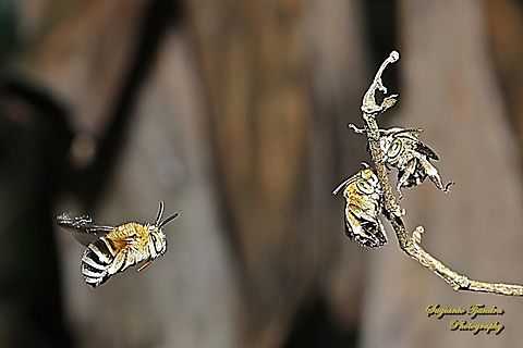 Sunda Blue-banded Digger Amegilla andrewsi  Amegilla andrewsi,Geotagged,Indonesia,Summer,Sunda Blue-banded Digger Bee
