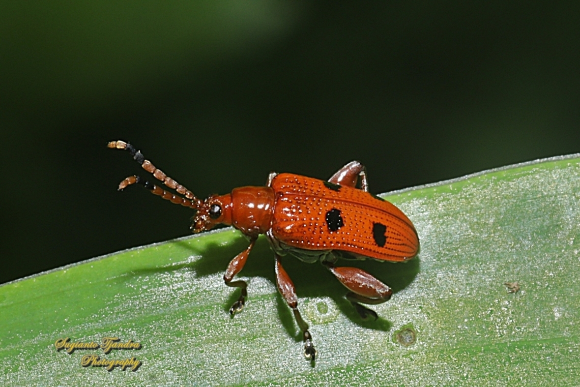 Black spotted leaf beetle, Lema quadripunctata, Subfamily Criocerinae, family Chrysomelidae  Geotagged,Indonesia,Lema quadripunctata,Shining Leaf Beetle,Summer