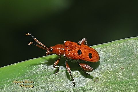 Black spotted leaf beetle, Lema quadripunctata, Subfamily Criocerinae, family Chrysomelidae  Geotagged,Indonesia,Lema quadripunctata,Shining Leaf Beetle,Summer