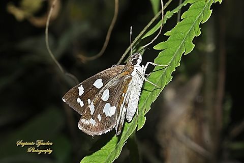 Skipper Butterfly, Setan Alang / Grass Demon, Udaspes folus  Geotagged,Grass demon,Indonesia,Summer,Udaspes folus