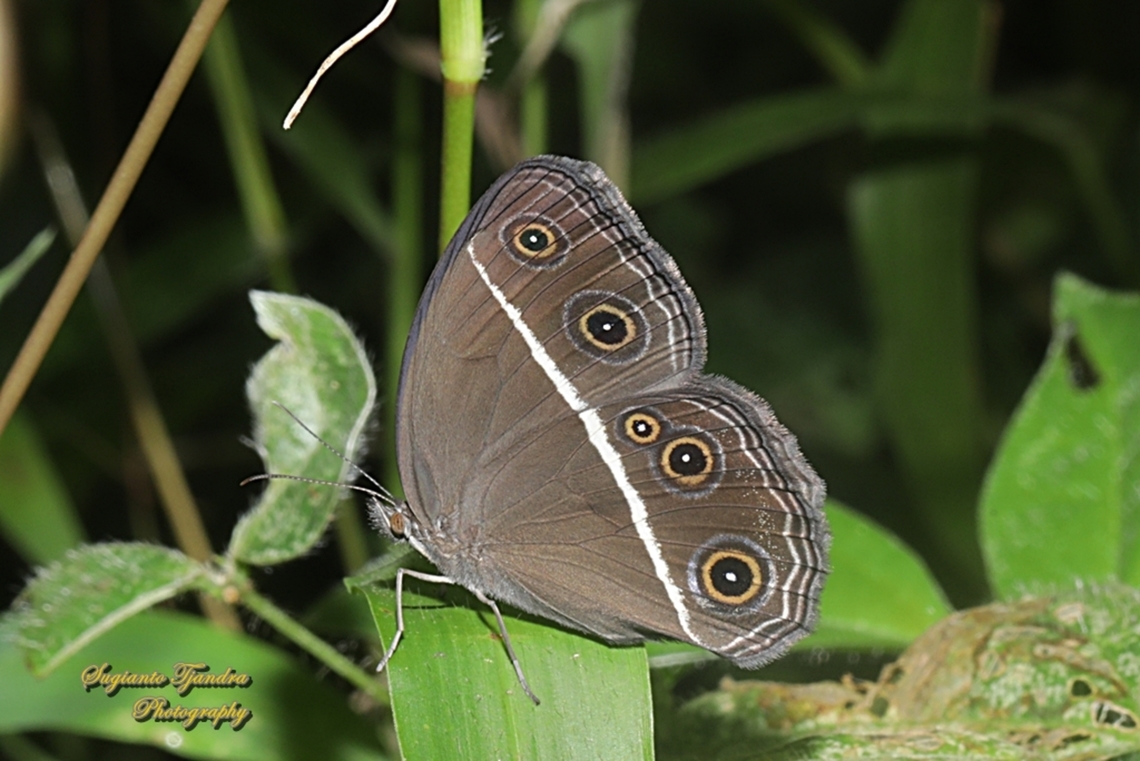 Semak Mata Polos / Smooth-eyed Bushbrown, Orsotriaena medus cinerea  Dark grass-brown,Geotagged,Indonesia,Orsotriaena medus,Summer