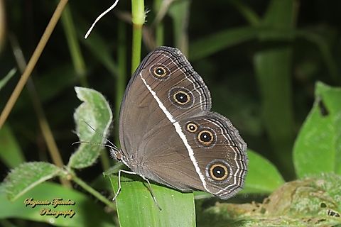 Semak Mata Polos / Smooth-eyed Bushbrown, Orsotriaena medus cinerea  Dark grass-brown,Geotagged,Indonesia,Orsotriaena medus,Summer