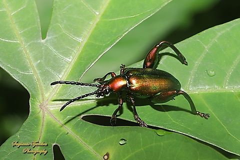 Frog-legged leaf beetle,  Sagra femorata  Geotagged,Indonesia,Sagra femorata,Summer