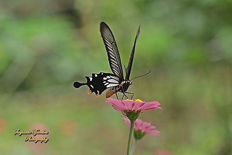 Ekor Gada Biasa (The Common Clubtail Butterfly), Losaria coon coon, family Papilionidae  Common Clubtail,Geotagged,Indonesia,Losaria coon,Summer