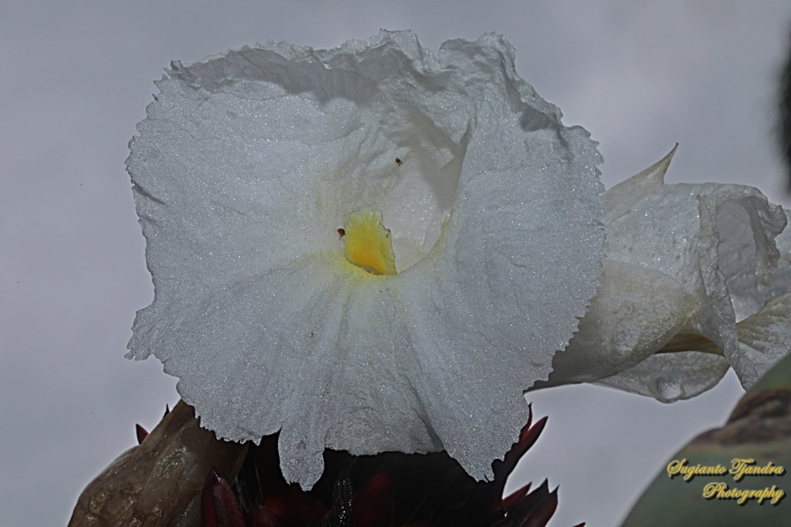 Crepe Ginger flower, Hellenia speciosa, family Costaceae  Geotagged,Hellenia speciosa,Indonesia,Summer