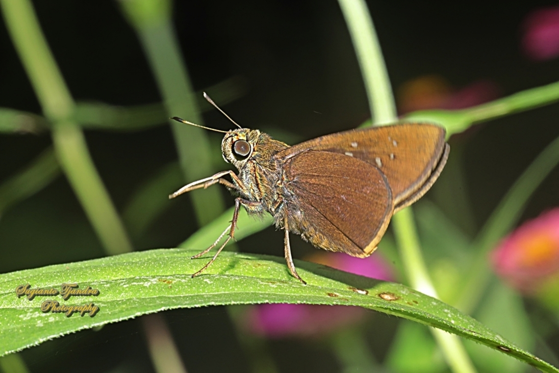 Skipper Butterfly, The Bright Long-spot Flitter (Isma damocles)  Geotagged,Indonesia,Isma damocles,Summer