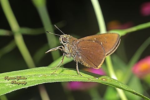 Skipper Butterfly, The Bright Long-spot Flitter (Isma damocles)  Geotagged,Indonesia,Isma damocles,Summer