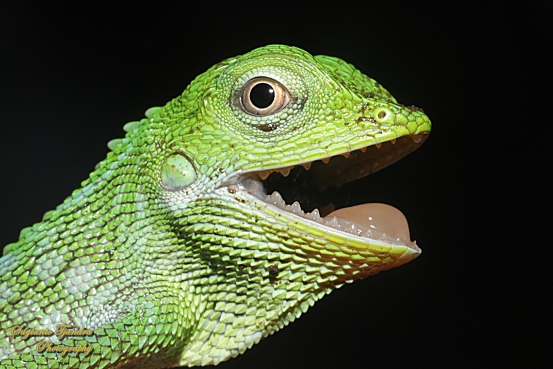 Green Crested Lizard, Bronchocela cristatella, Agamidae  Bronchocela cristatella,Geotagged,Green Crested Lizard,Indonesia,Summer