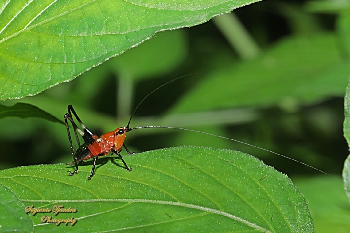 Red bush-cricket (Katydid), Conocephalus melanus, family Tettigoniidae  Conocephalus melaenus,Geotagged,Indonesia,Summer