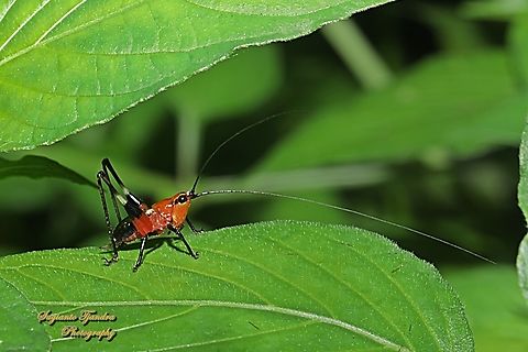 Red bush-cricket (Katydid), Conocephalus melanus, family Tettigoniidae  Conocephalus melaenus,Geotagged,Indonesia,Summer