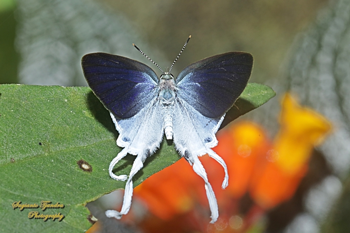 Dada Berbulu / Fluffy Tit butterfly, Zeltus amasa pompaedius - upperside  Fluffy tit,Geotagged,Indonesia,Summer,Zeltus amasa