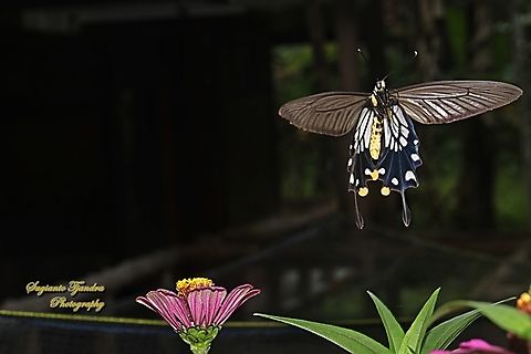 Ekor Gada Biasa (The Common Clubtail Butterfly), Losaria coon coon, family Papilionidae "flying off"  Common Clubtail,Geotagged,Indonesia,Losaria coon,Summer