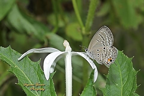 Cupid Polos / Plains Cupid Butterfly, Luthrodes (formerly Chilades) pandava pandava, family Lycaenidae  Geotagged,Indonesia,Luthrodes pandava,Plains Cupid,Summer