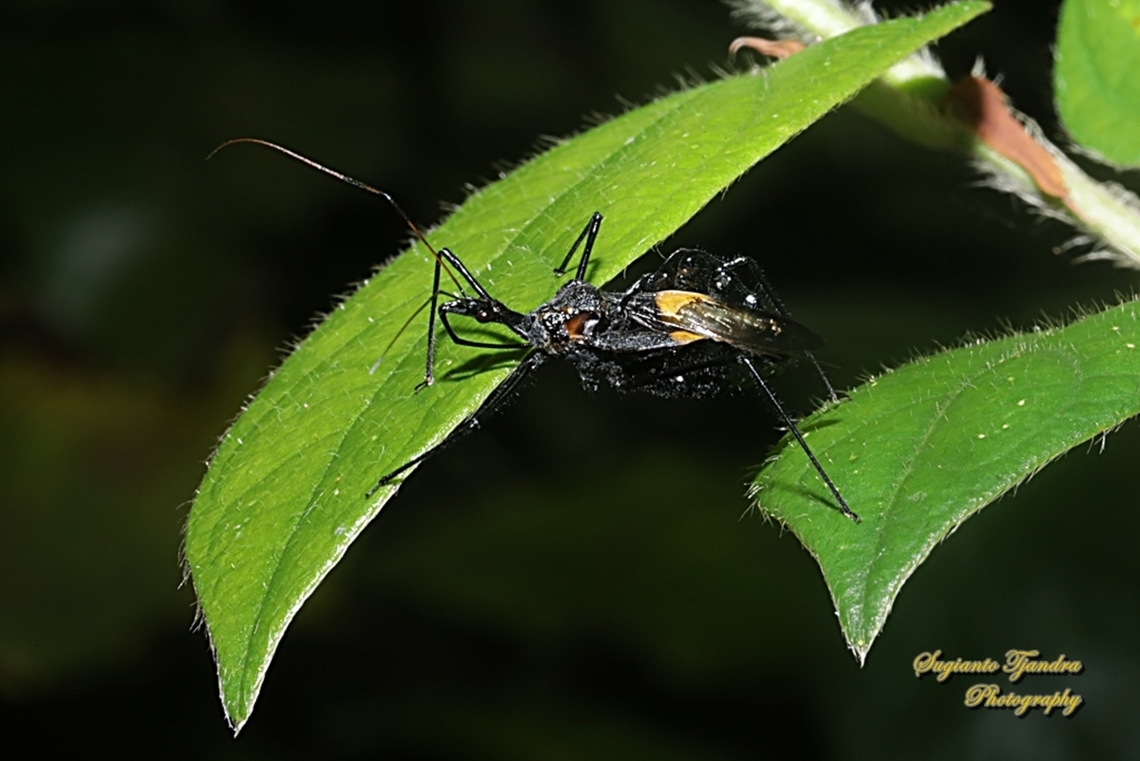Assasin bug, Sycanus Sp., family Reduviidae  Geotagged,Indonesia,Summer